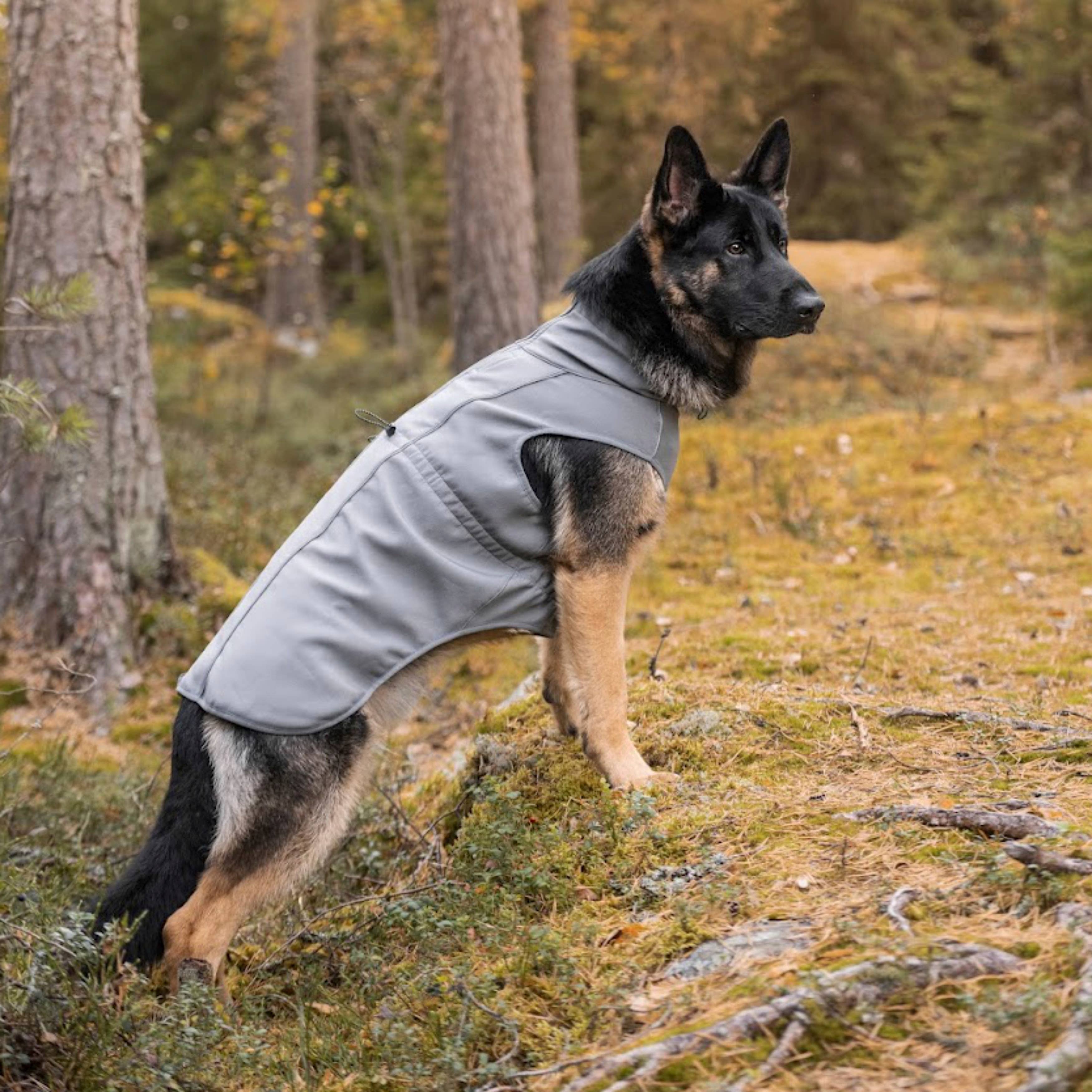 Veste Softshell pour chien