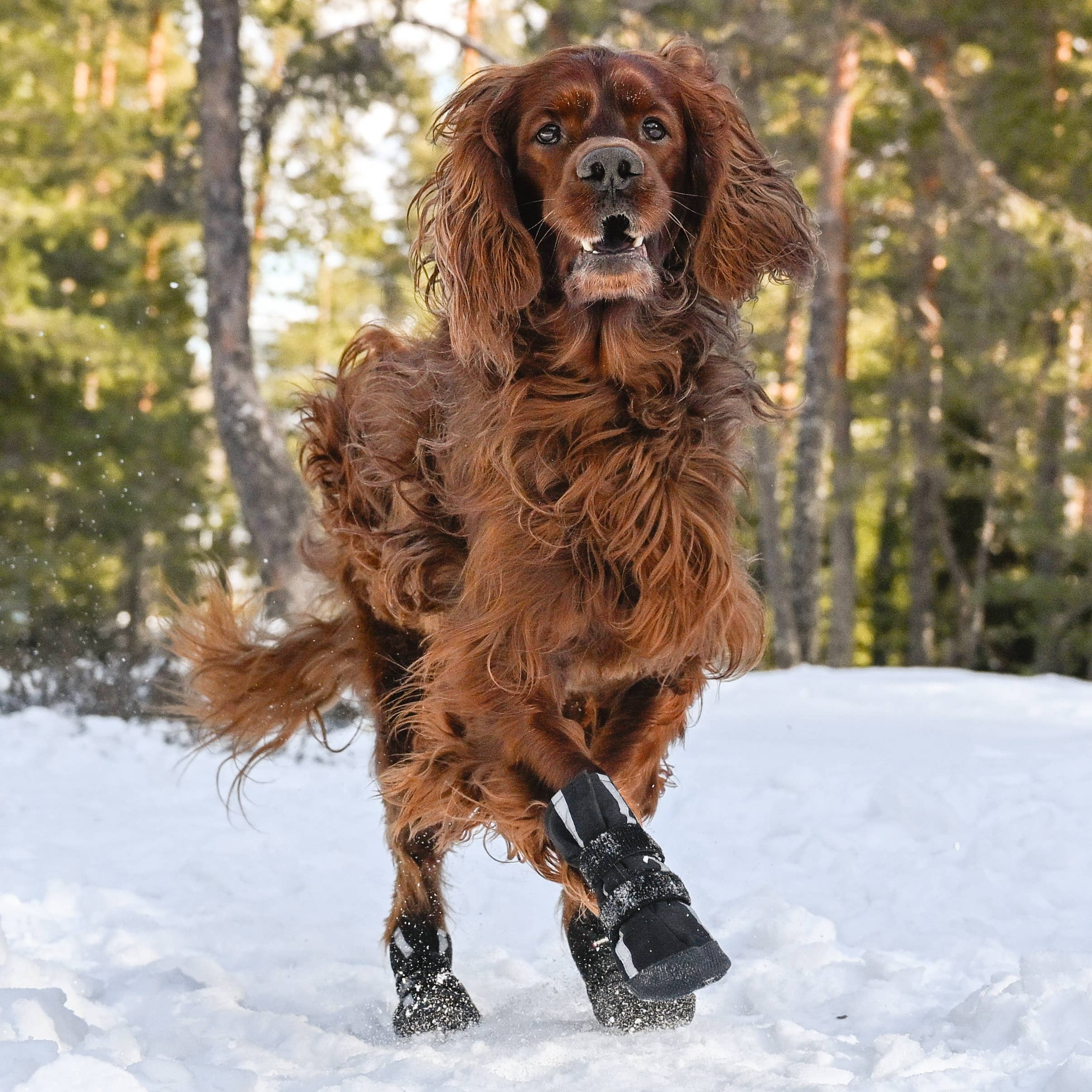 Bottines pour chien Softshell