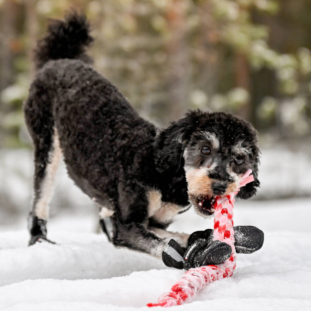 BOTTINES POUR CHIEN SOFTSHELL - FINNERO - HALLA