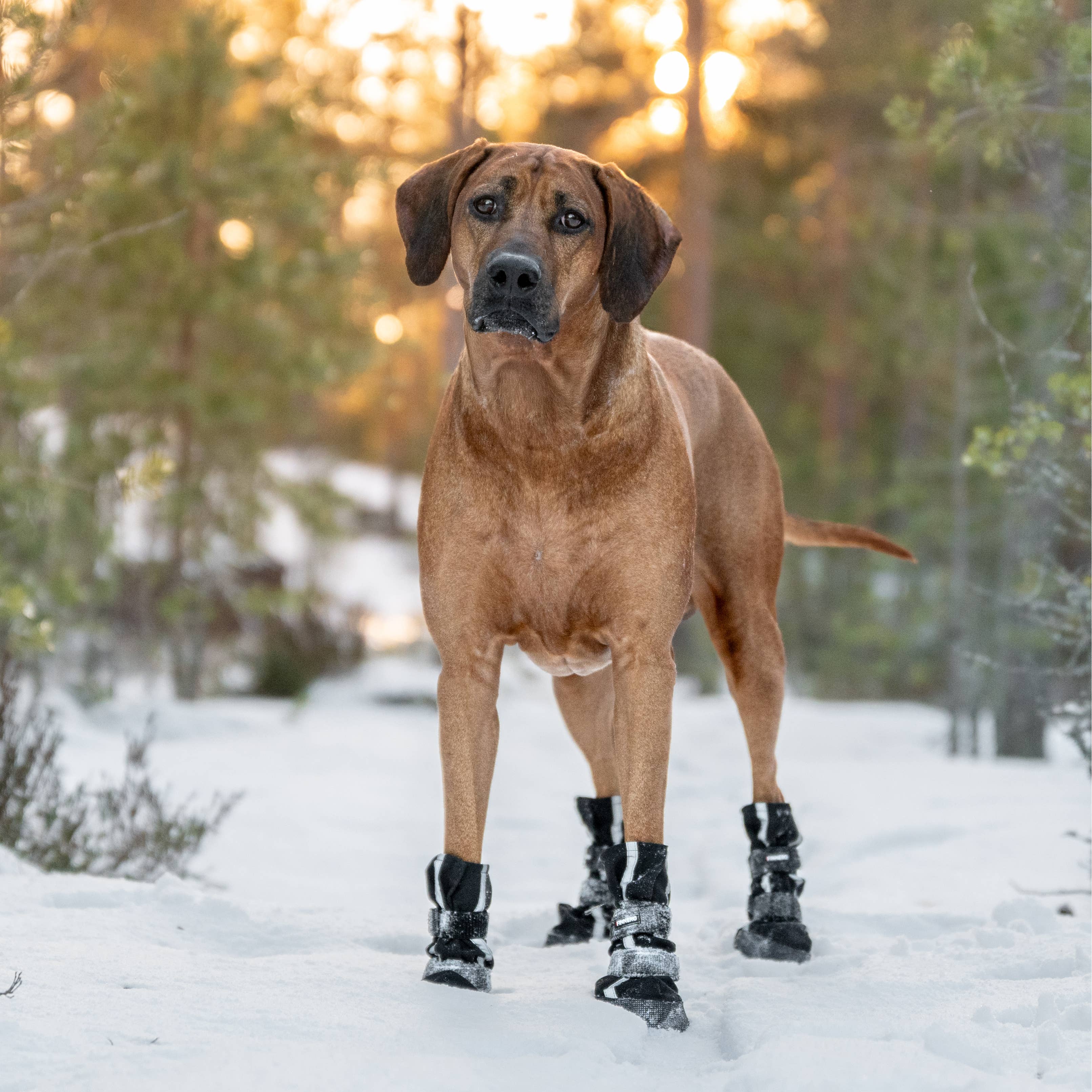 Bottines pour chien Softshell