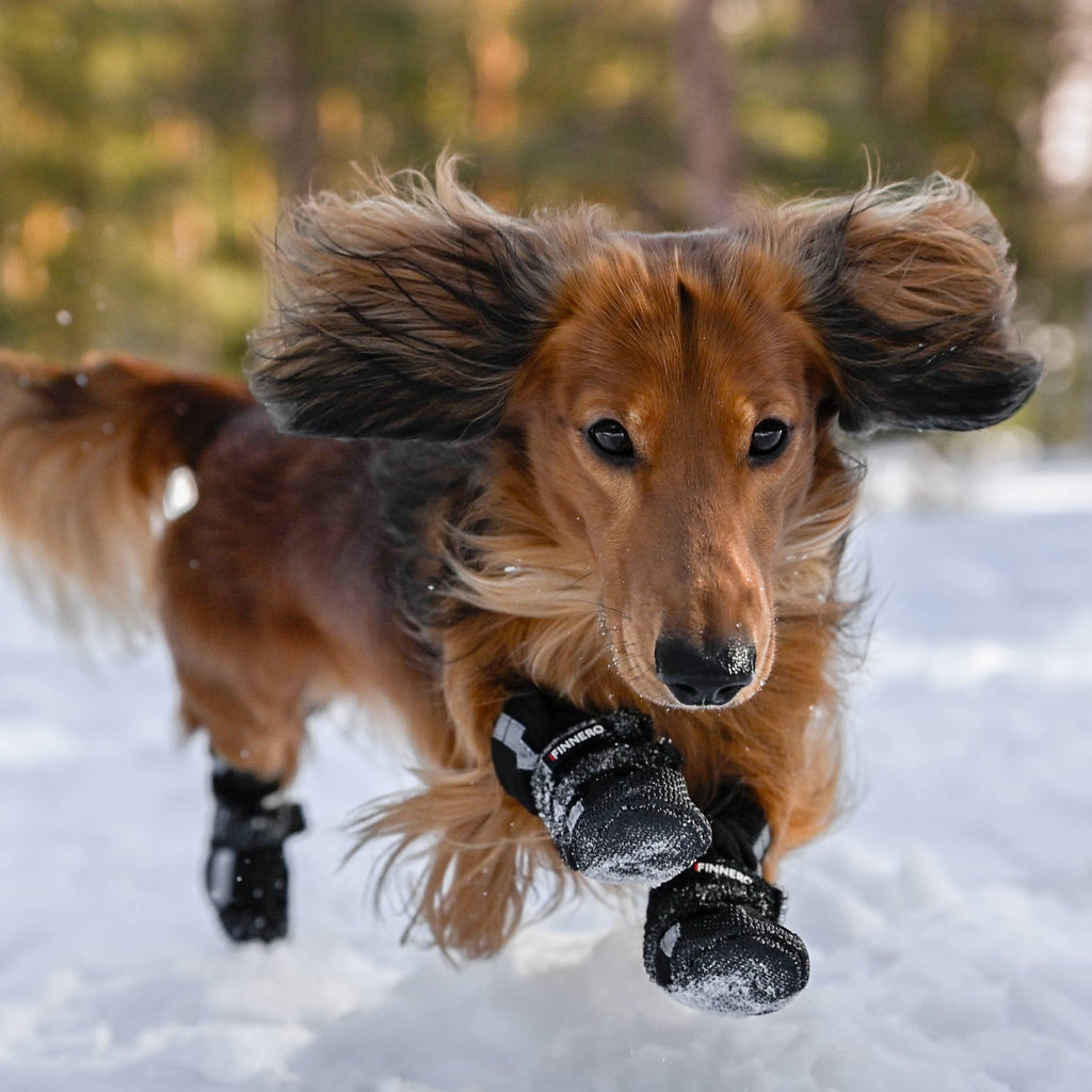 BOTTINES POUR CHIEN SOFTSHELL - FINNERO - HALLA