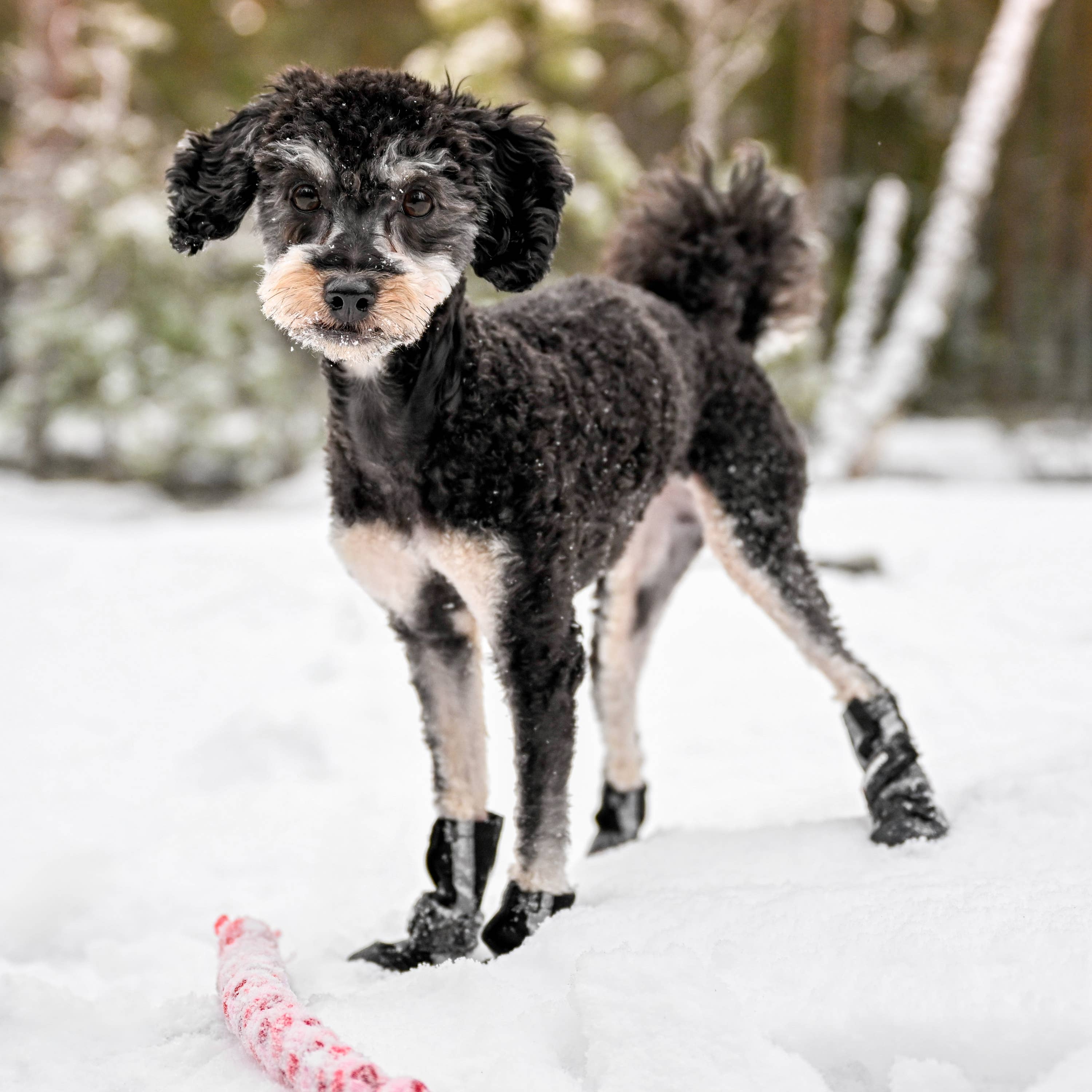 Bottines pour chien Softshell
