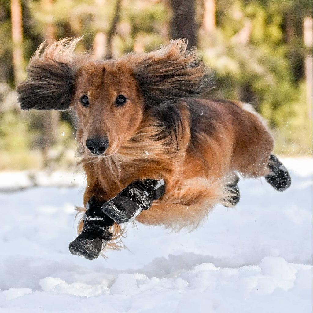 BOTTINES POUR CHIEN SOFTSHELL - FINNERO - HALLA