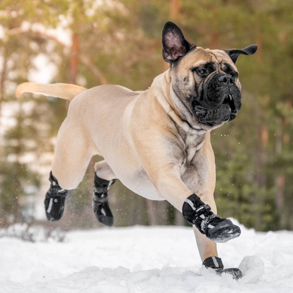 BOTTINES POUR CHIEN SOFTSHELL - FINNERO - HALLA